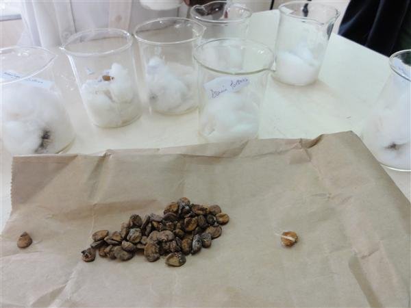   After 48 hours soaking the seed germinates