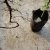 Root system