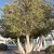 Twintrees and multiple trees