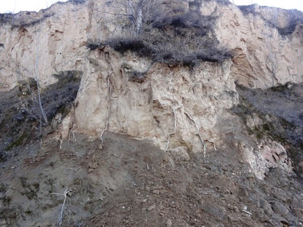  
Primary roots tapping from the capilllary hangwater