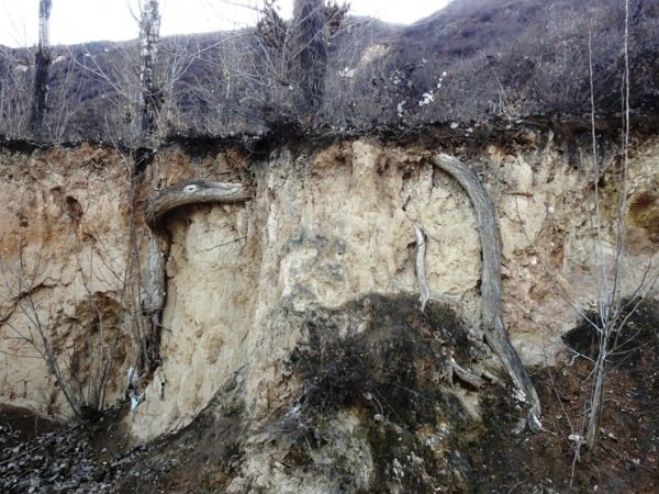  
Two immense big primary roots tapping from the capillary hangwater