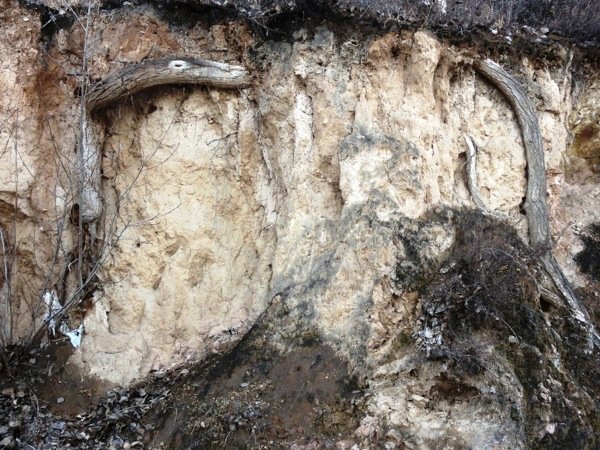  
Detail of two immense deep penetrating taproots