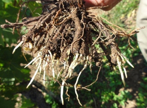 Halfway cut primary roots of 2nd year vines with fantastic regrowth