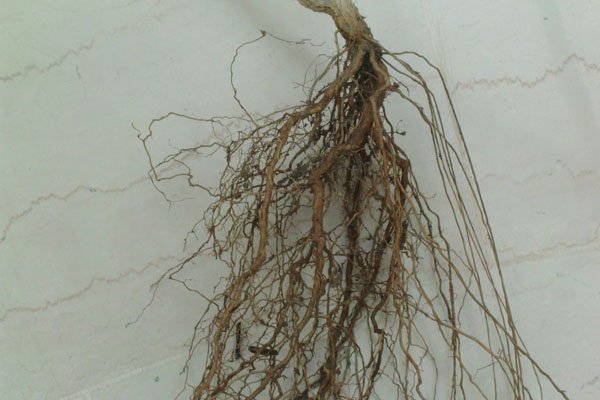 The development of 4 strong radicle or pen roots is clearly visible