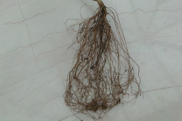 The change of the 4 strong radicle roots into week secondary roots, because they cannot grow deeper into the pot, is clearly visible