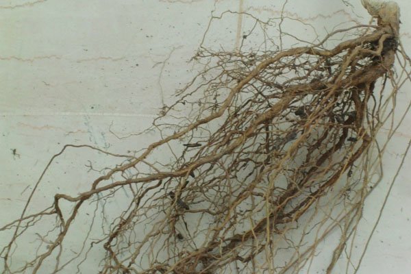 On the bottom the strong radicle roots split into weak secondary roots