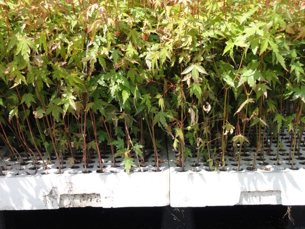 The perfect plant and plantstage