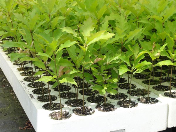 The perfect plant and plantstage