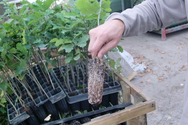 The apperently well rooted plug