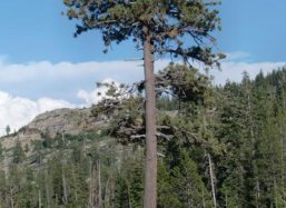 Pinus ponderosa bomen Sacramento, USA