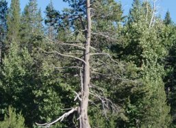 Pinus ponderosa bomen
Sacramento, USA
