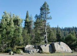 Pinus ponderosa bomen Sacramento, USA