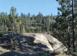 Pinus ponderosa bomen Sacramento, USA