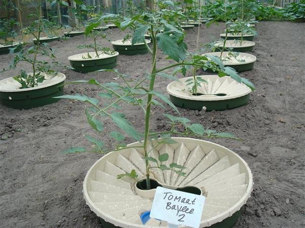 After 6 weeks : tomato