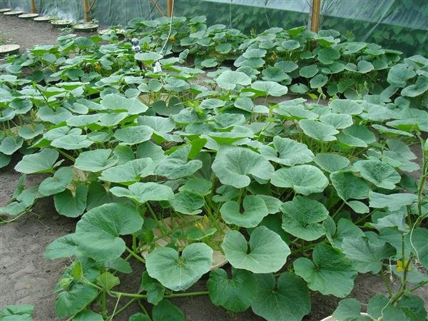 After 6 weeks : pumpkin