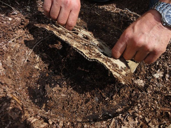 10 cm primary root after 6 weeks