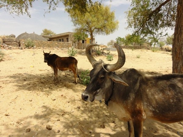 The Holy Cow in India