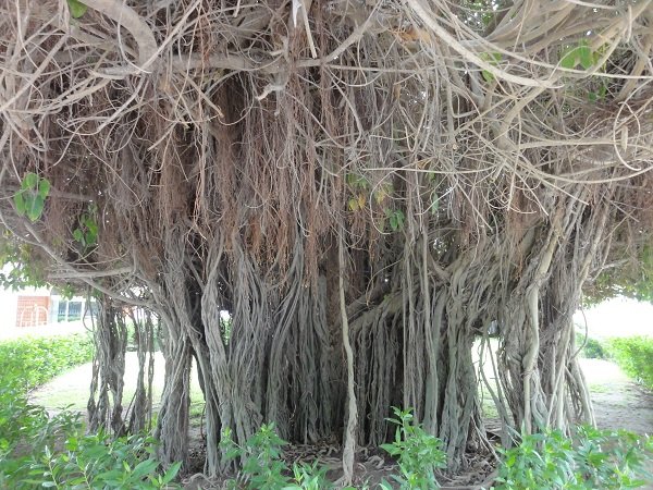 Majestic Roots