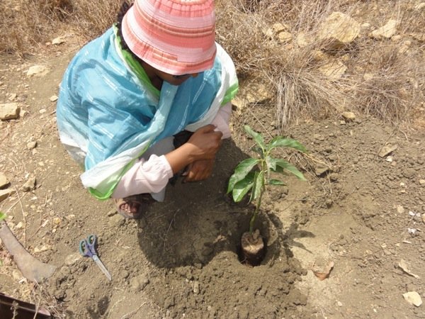 Then she puts the plant in the exactly fitting planting hole