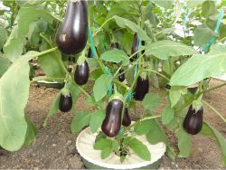 12 The aubergine reacts best to the low watergift. The plant has lots of healthy fruits
