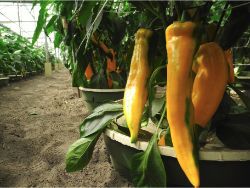 14 Yellow chili pepper in Groasis Waterboxx plant cocoon