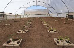 15 Growboxx plant cocoon in Ensenada Mexico planted in a simple plastic tunnel April 24 2018 avg night temp 11 degrees Celsius