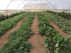 16 Three months later Growboxx plant cocoon Ensenada Mexico in a simple plastic tunnel with trees in combination with vegetables or with vegetables only July 24 2018