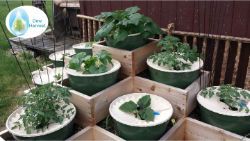 2 Groasis Waterboxx city farming garden pyramid one month after planting