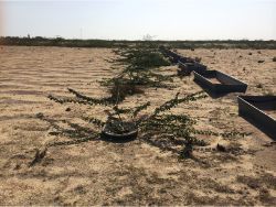 42 Prosopis cineraria result December 20 2013 19 months after planting with Waterboxx in Kuwait without any drip irrigation