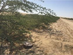 43 Planting the desert in Kuwait with Prosopis cineraria with the Waterboxx plant cocoon without irrigation