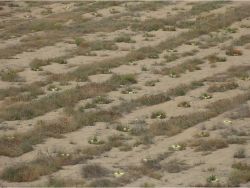 47 Biodegradable Groasis Waterboxx plant cocoon in Los Monegros Desert near Zaragosa Spain