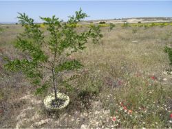 49 Los Monegros Desert Zaragosa Spain The Robinia pseudoacacia planted with Waterboxx plant cocoon is over 2 meters high in 3 years time