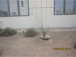 56 Date palm planting in Dubai with the Waterboxx plant cocoon replacing irrigation