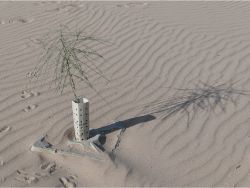 61 Growboxx plant cocoon w Mezquite Prosopis glandula and Palo Verde Parkinsonia aculeata at Pronatura Mexicali 50C 90 less water use 90 survival rate 1