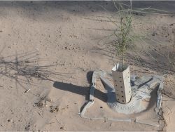 63 Growboxx plant cocoon w Mezquite Prosopis glandula and Palo Verde Parkinsonia aculeata at Pronatura Mexicali 50C 90 less water use 90 survival rate 11