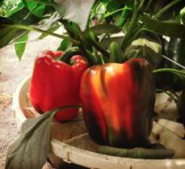 6 Red bell pepper in Groasis Waterboxx plant cocoon