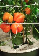 7 Orange bell pepper in Groasis Waterboxx plant cocoon