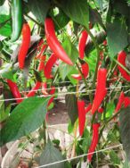 9 Red chili pepper in Groasis Waterboxx plant cocoon