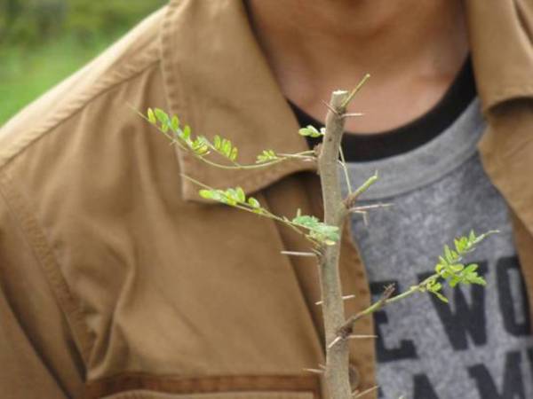 seeds or tree 2