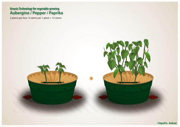 Crecer la berenjena, la pimienta o el pimentón en una forma de ahorro de agua en el Waterboxx plant cocoon