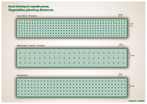 Groasis vegetables planting distances