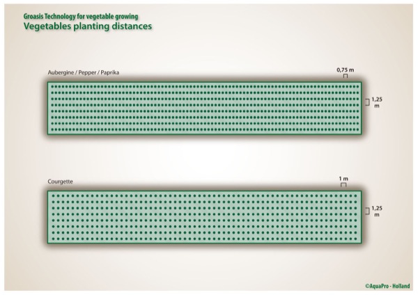 Best vegetable planting distances for Groasis technology
