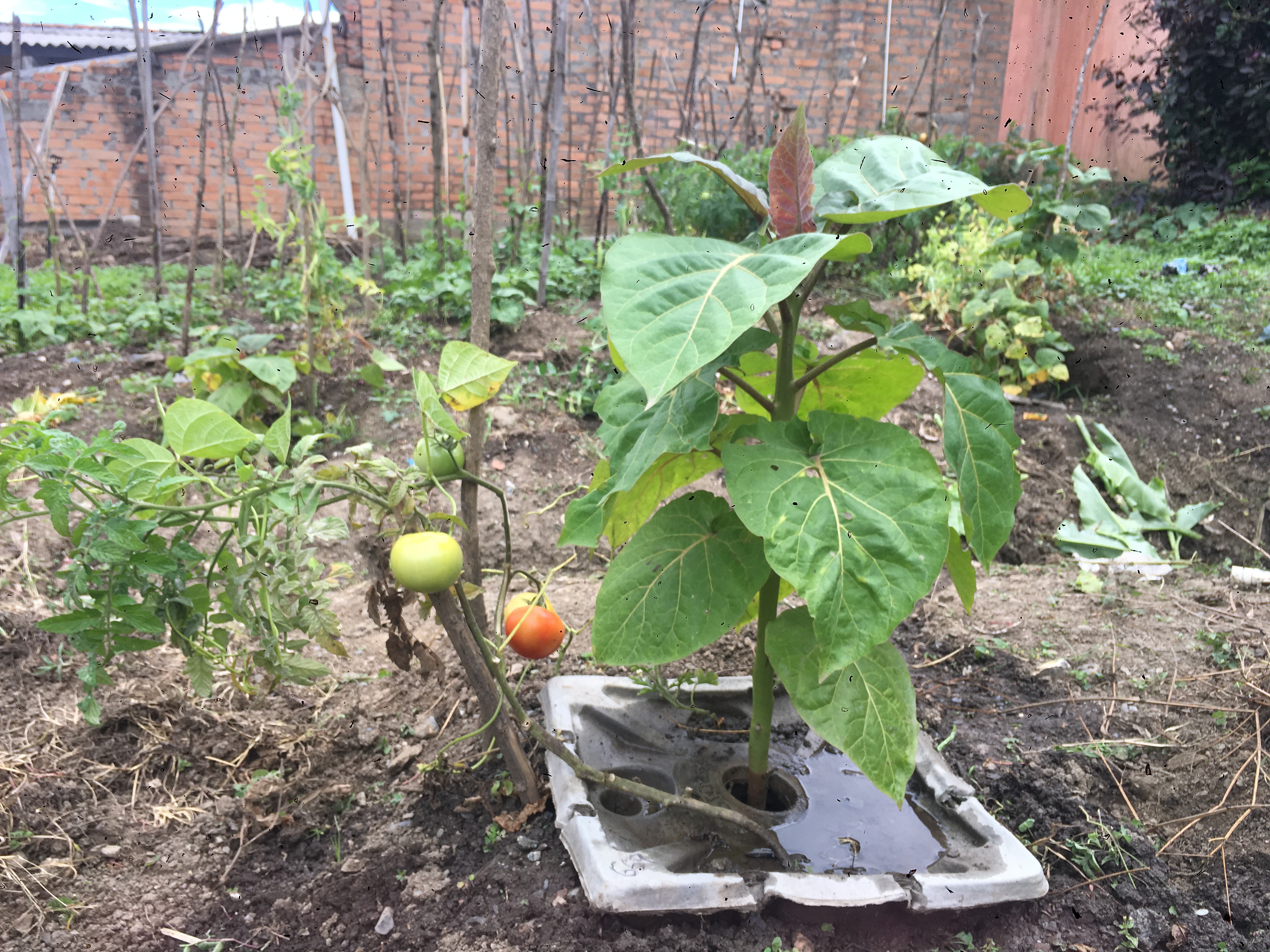 5 Three months after planting. Tree tomato of 86 cm and vegetable tomato