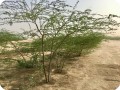 10 Ghaf tree  Prosopis cineraria  2 and half years old in Kuwait Desert for Kuwait Great Green Wall planted with the Groasis Technology v2