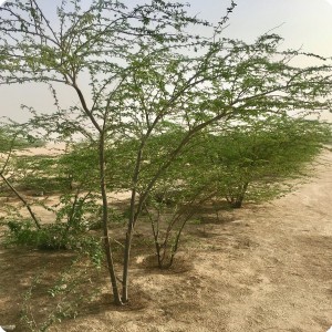 10 Ghaf tree  Prosopis cineraria  2 and half years old in Kuwait Desert for Kuwait Great Green Wall planted with the Groasis Technology v2