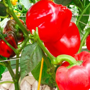 10 Red bell pepper  in Groasis Waterboxx