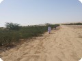 11 Ghaf tree  Prosopis cineraria  2 and half years old in Kuwait Desert for Kuwait Great Green Wall planted with the Groasis Technology