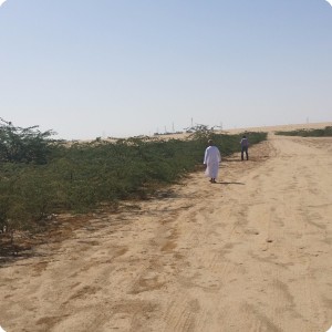 11 Ghaf tree  Prosopis cineraria  2 and half years old in Kuwait Desert for Kuwait Great Green Wall planted with the Groasis Technology