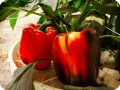 11 Red bell pepper  in Groasis Waterboxx