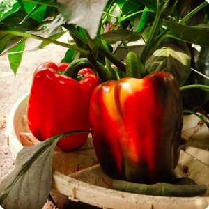 11 Red bell pepper  in Groasis Waterboxx